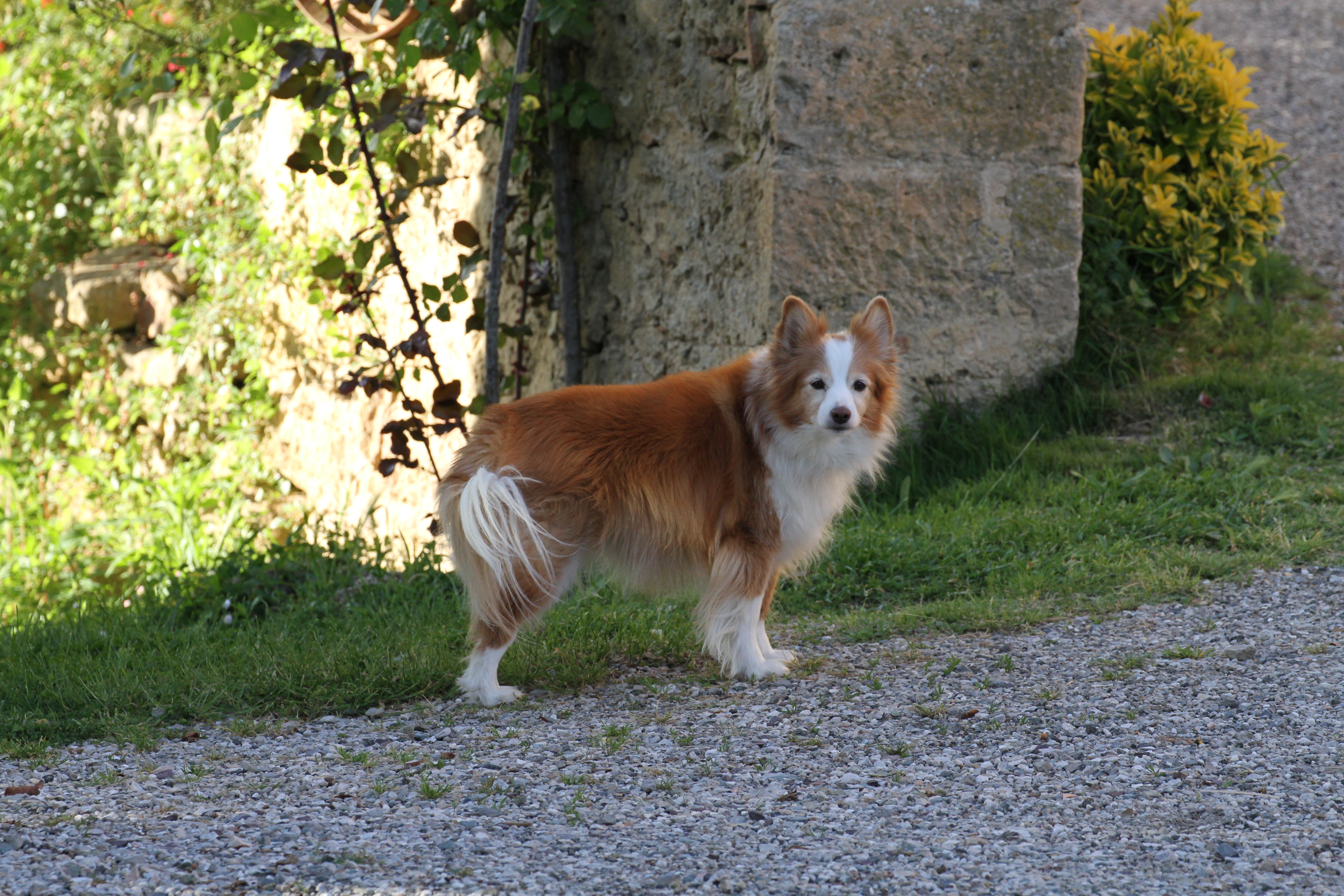 Molly, the proprietors' dog