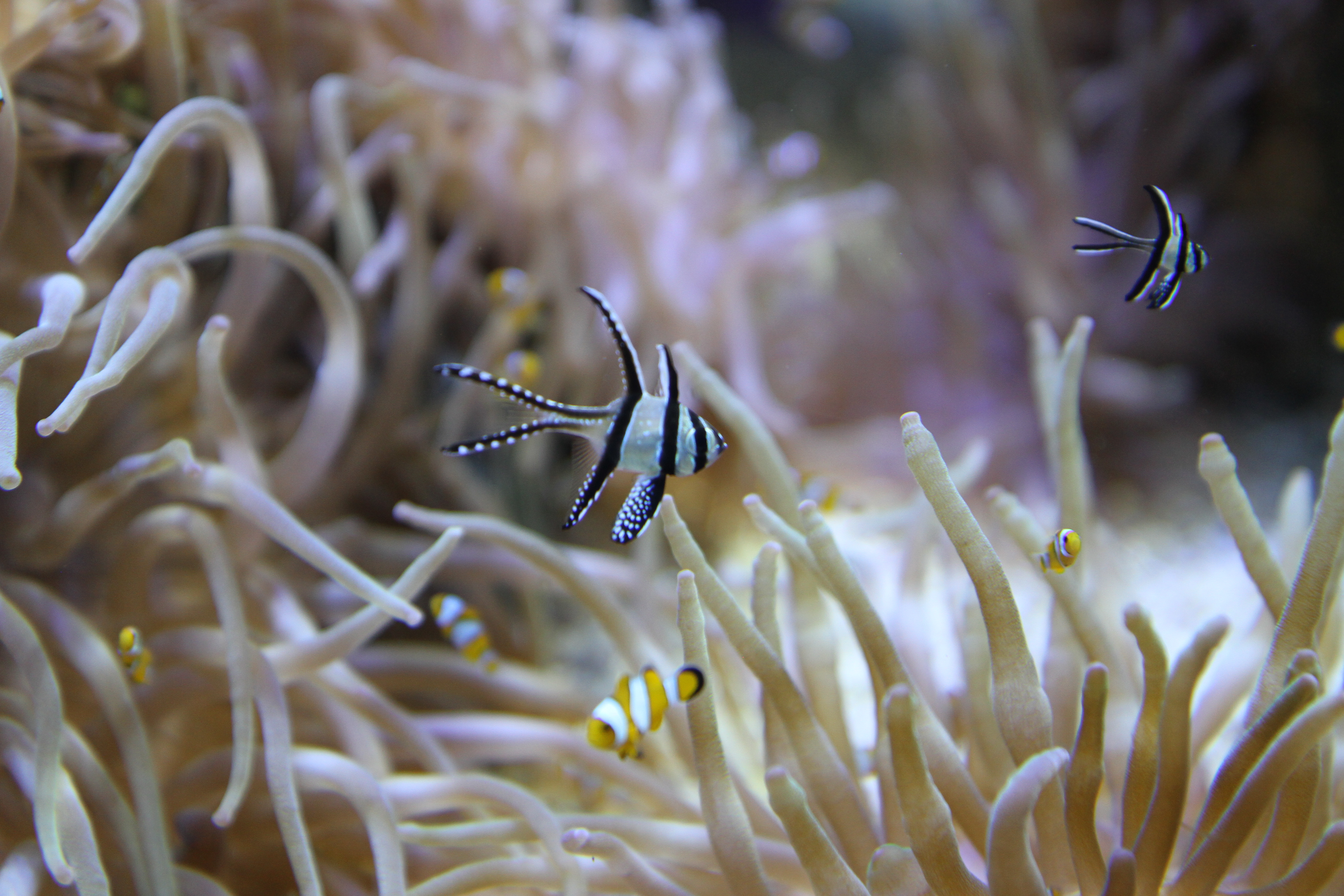 In the same tank, Kelly thinks maybe a Moorish Idol, but says Kristen will know!