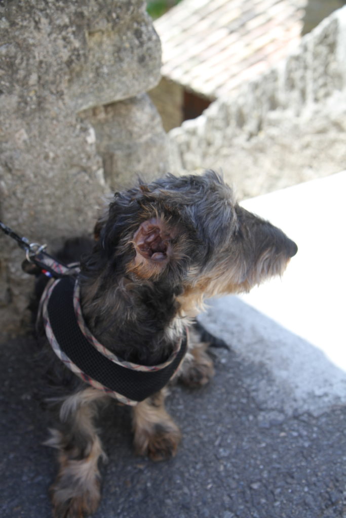 This is Van Gogh, a one eared dachshund that we met in Gordes (the owner was hanging out with Van Gogh and 2 other dogs)