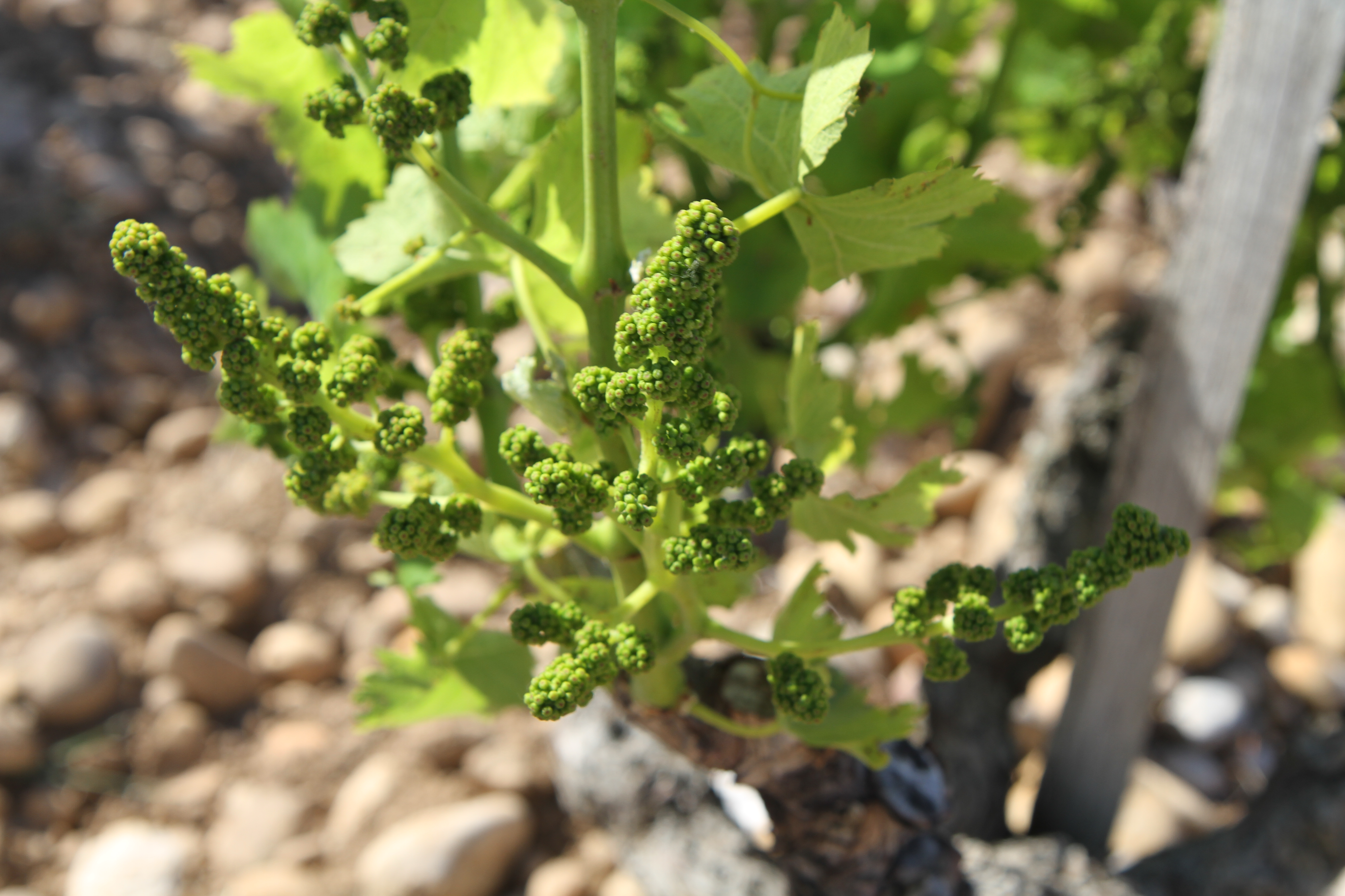 Some baby grapes starting to form